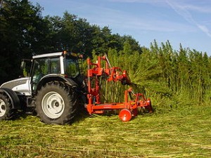 Hemp harvesting in France Hemp harvesting in France