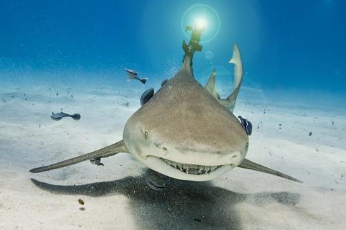 Shark With a Laser Shark With a Laser